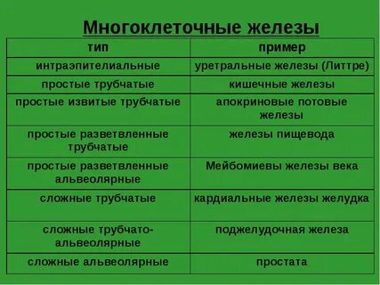 Зеленые железы относятся к системе