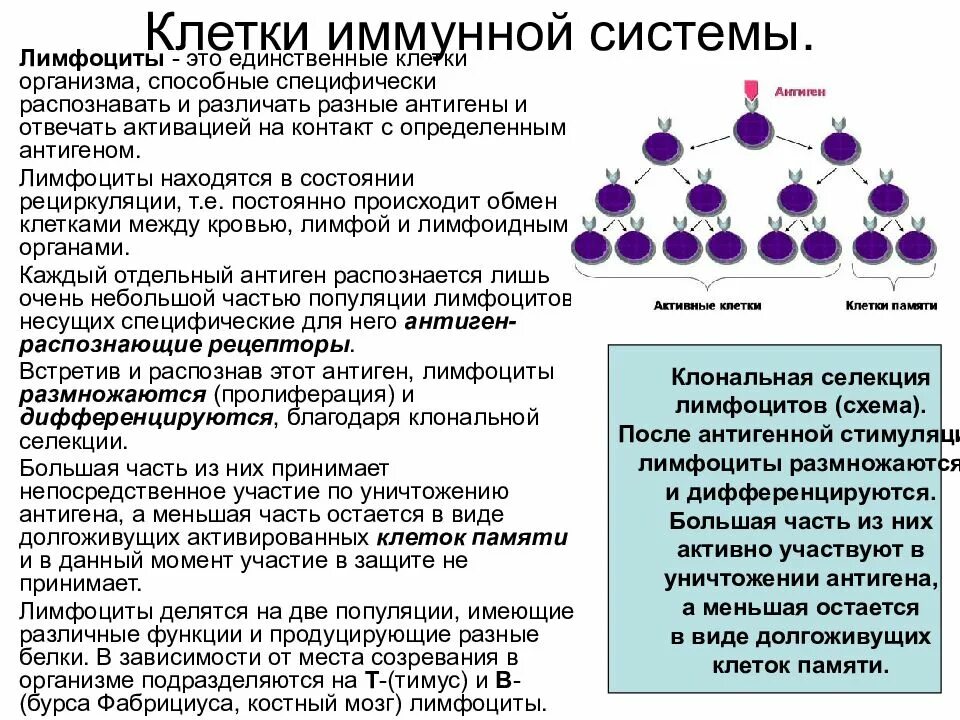 Иммунная составляющая. Клетки иммунной системы, продуцирующие иммуноглобулины:. Основные клетки иммунной системы и гранулоциты. Клетки приобретенного иммунитета и их функции. Основные этапы развития клеточных элементов иммунной системы.