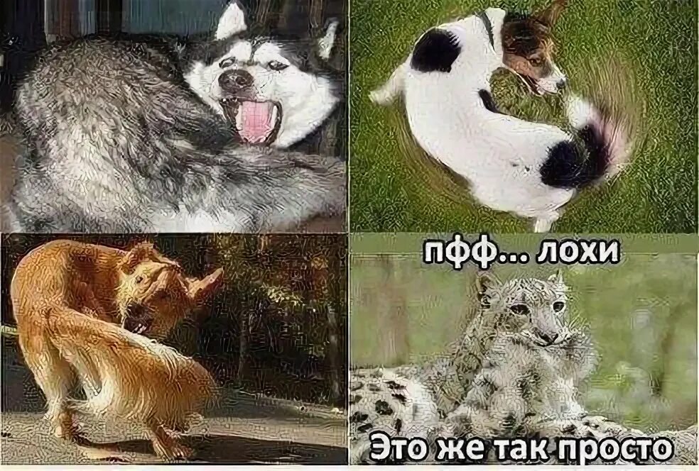 Эти Животные Жгут 