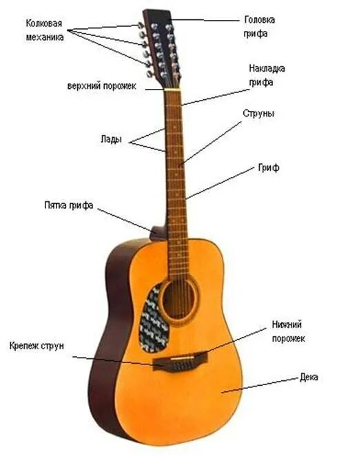 Строение акустической гитары схема. Гитара строение гитары классической. Строение гитары акустической 6 струнной струны. Строение гитары классической 6 струнной.