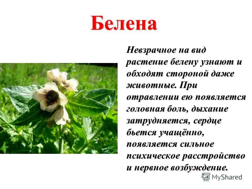 белена черная ядовитое растение. белена черная краткое описание. белена черная ядовитое растение. капсин белена. белена ядовитое растение доклад.