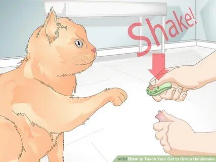 Как научить кота дай лапу