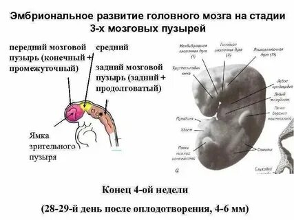 Головной мозг зародыша