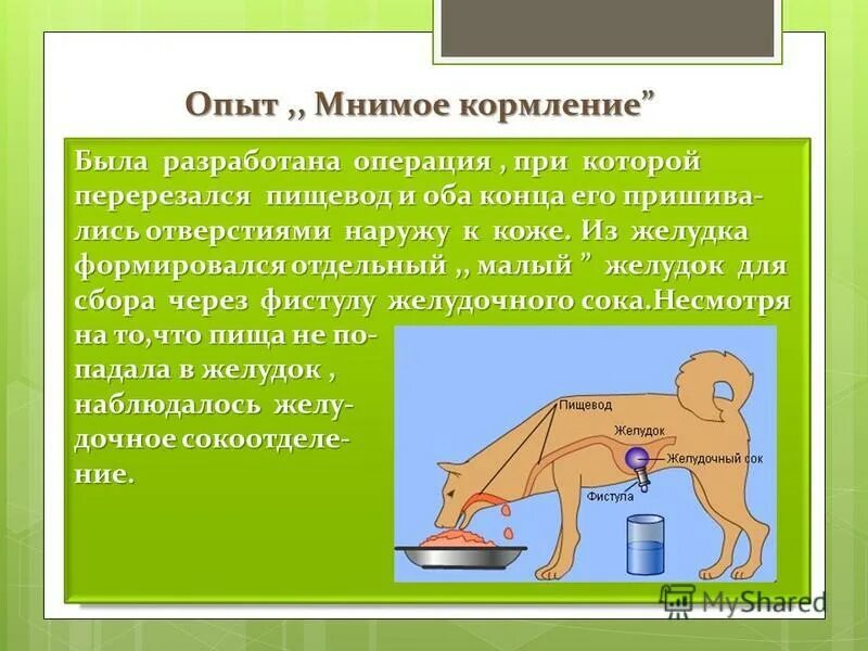 Эксперимент краткое содержание. Опыт Павлова кратко. Опыт с мнимым кормлением. Опыт мнимое кормление кратко.