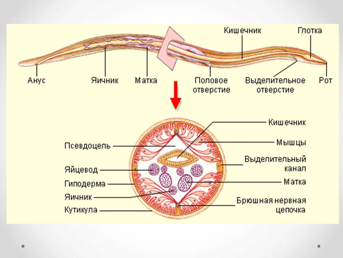 Внешнее строение круглых червей. Тип круглые черви аскарида человеческая. Внутреннее строение круглого червя. Тип круглые черви рисунок строение. Строение внутренних паразитов