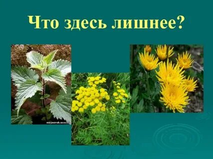 Растения осенью презентация 2 класс