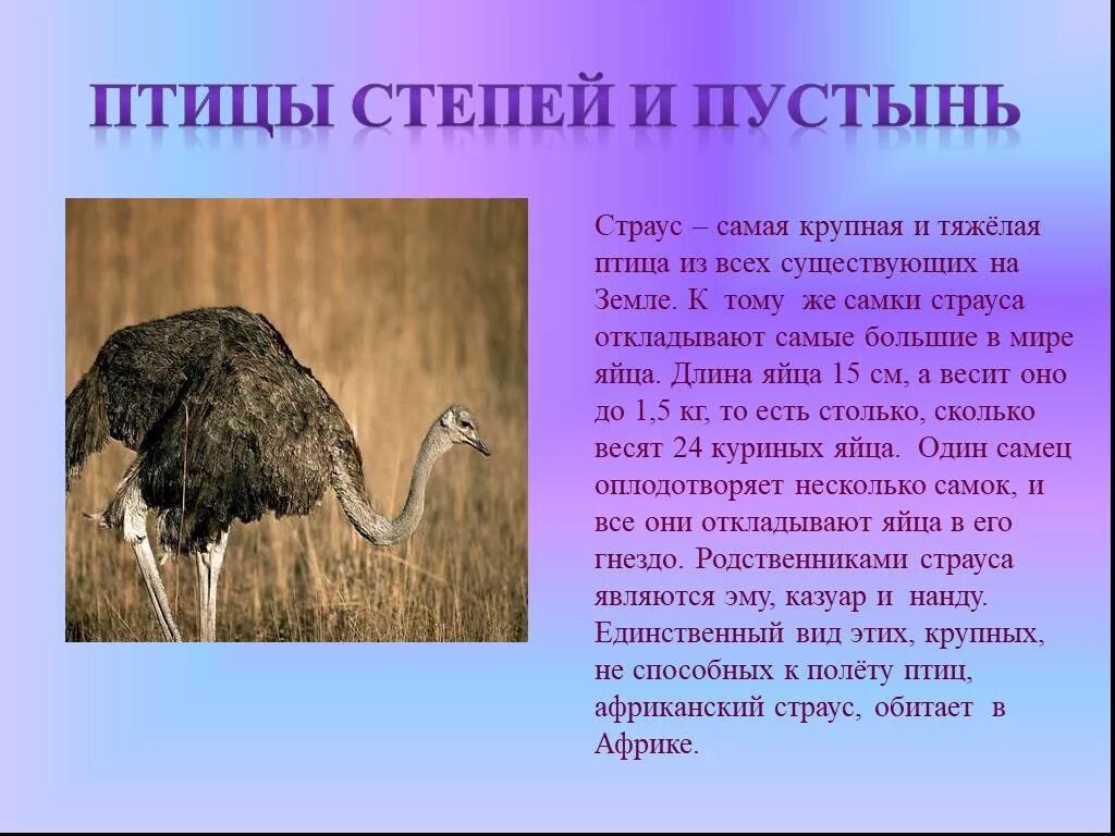 Птицы которые не летают. Доклад про страусов. Птицы степей и пустынь страус. Страус презентация. Доклад на тему Страусы.
