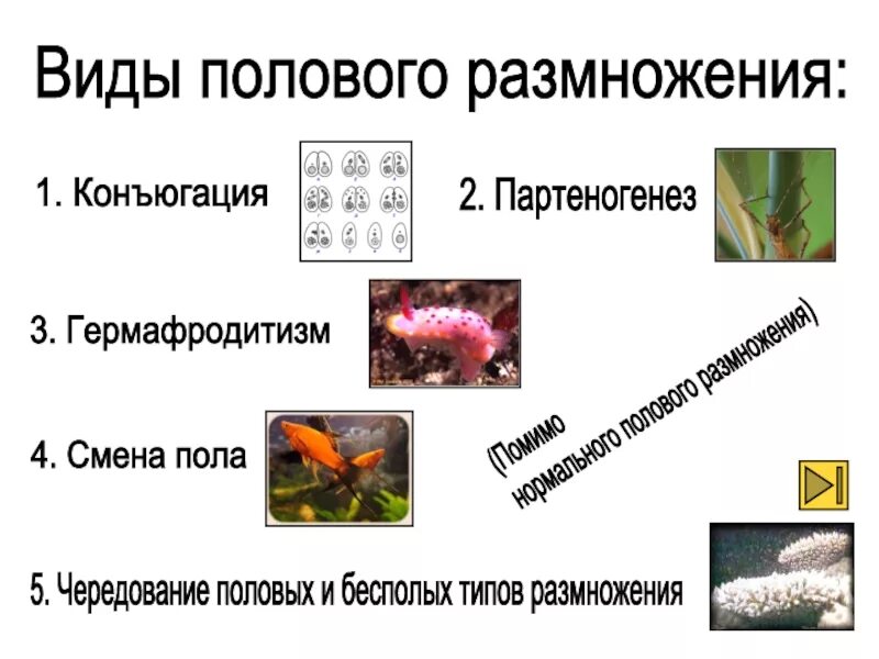 1 из типов размножения. Половое размножение типы. половые формы размножения. разновидности полового размножения. основные типы полового размножения.