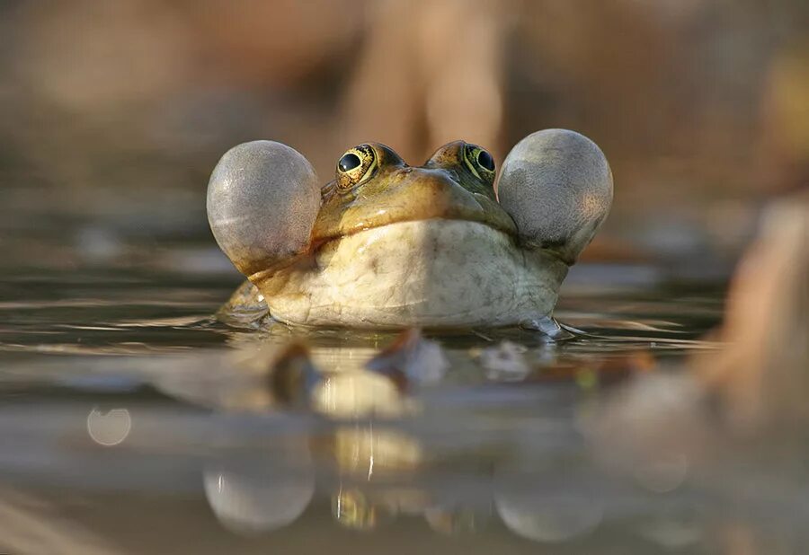 Кваканье лягушек. Лягушка квакает. Квак и жаб. Жаба квакает. Жаба квакает.