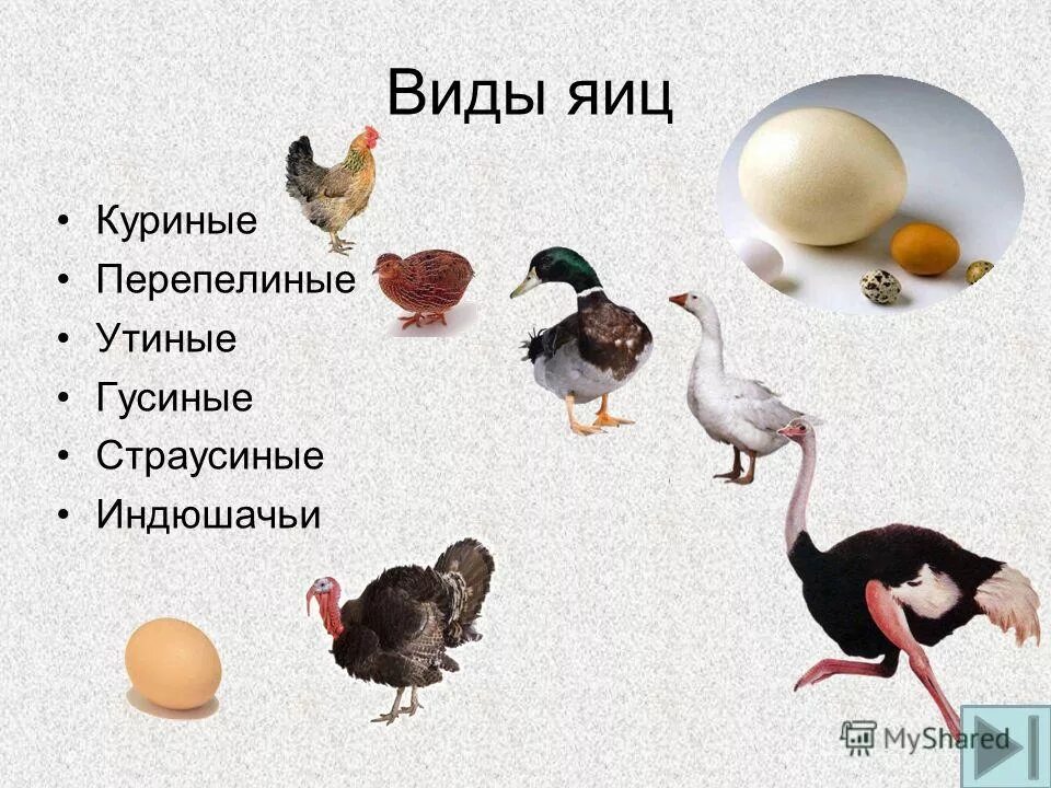 Вес куриного яйца с0. Перепелиное и страусиное яйцо. Яйцо курицы типа. Маркировка яиц куриных. Вес куриного яйца с0.