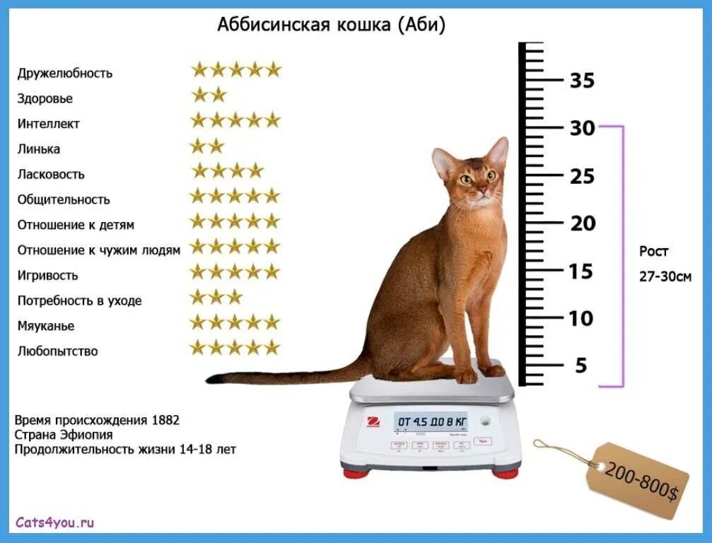 Абиссинский кот Размеры. Абиссинская кошка стандарт. Вес абиссинского кота. Абиссинский кот Размеры и вес.