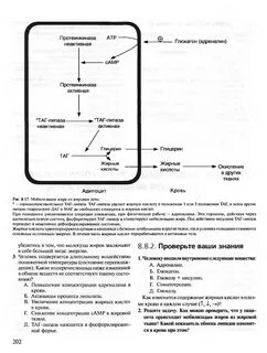 Мобилизация жиров