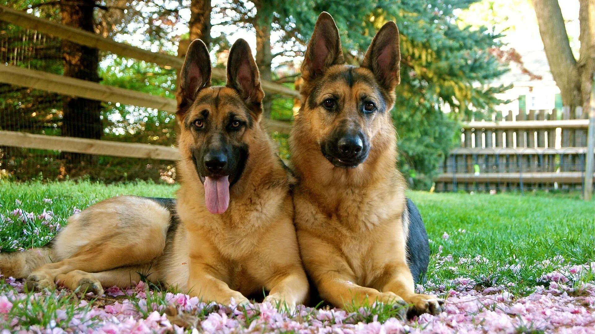 Большие собаки овчарка. Баварская овчарка Shepherd. German Shepherd немецкая овчарка. Немецкая овчарка Шеферд. Пёс немецкая овчарка.