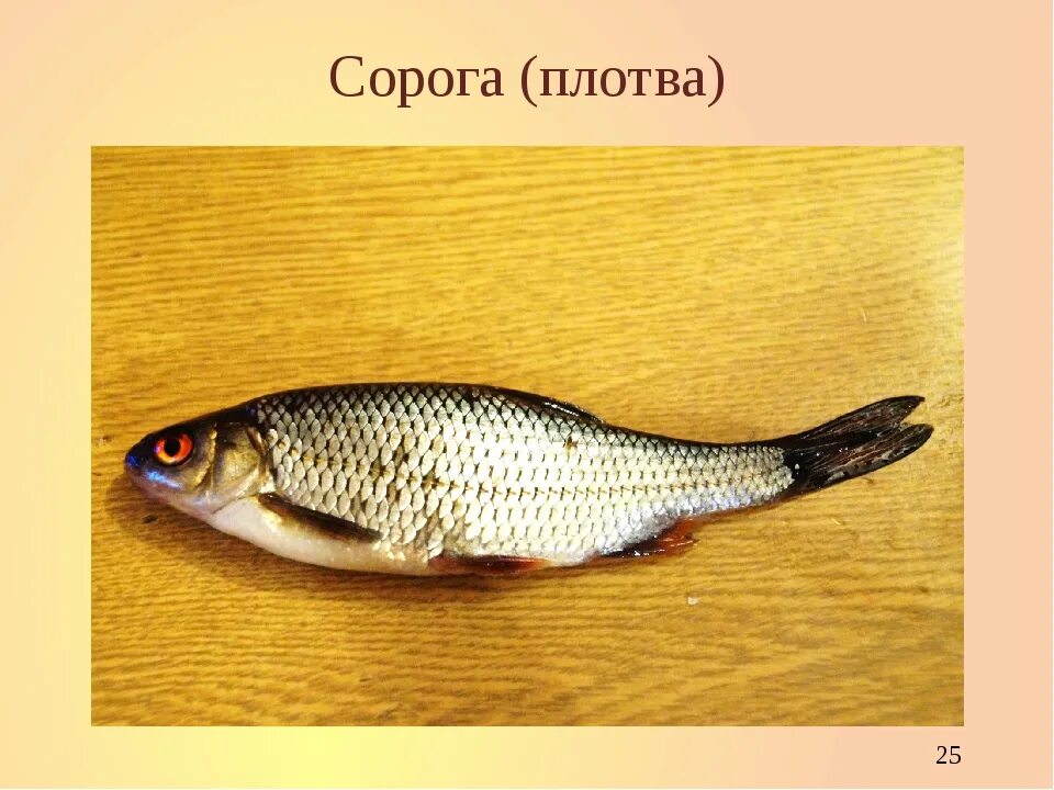 Плотва отличия. Чебак плотва вобла. чебак сорожка отличие. плотва вобла сорожка. плотва сорожка красноперка отличие.
