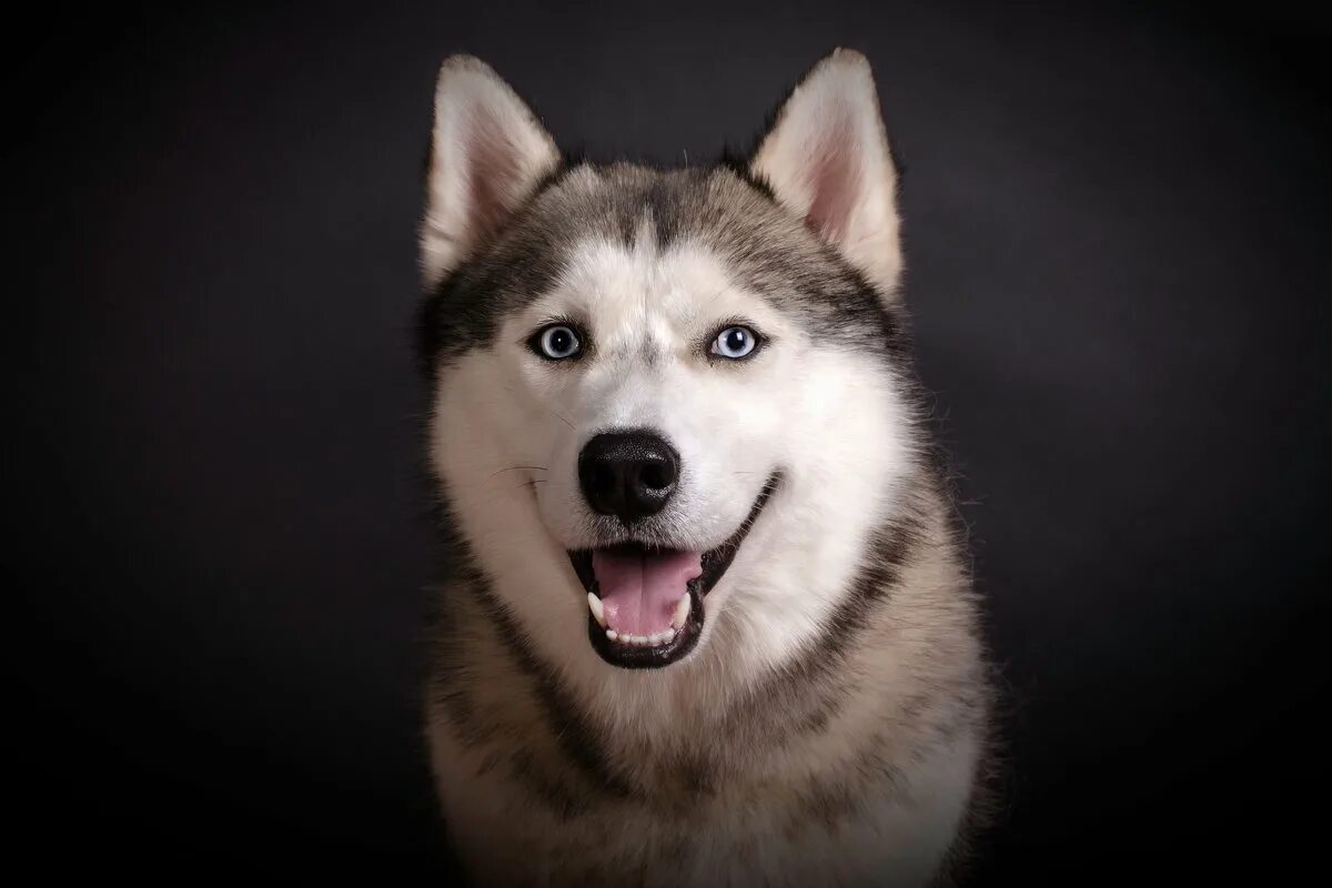 Хаски улыбается. Улыбчивая хаски. Ай лайке ит. Ай лайке ит. Маламут собака.