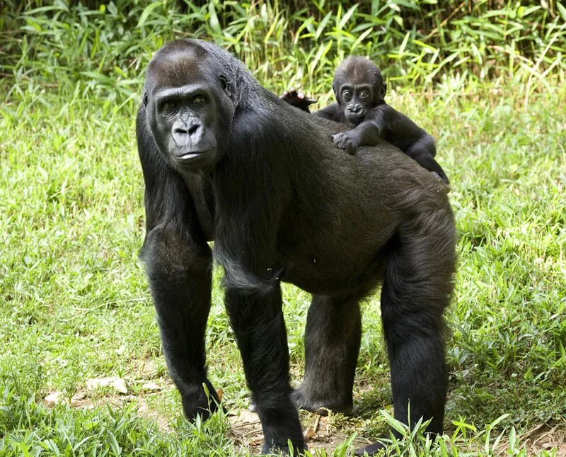 Самая человекообразная обезьяна. Гориллы в Африке. Горилла и шимпанзе. Гориллы гориллы. Большие обезьяны.
