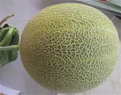 Круглая дыня сорт