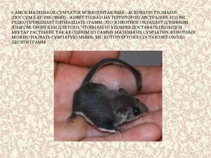 Самое маленькое млекопитающее