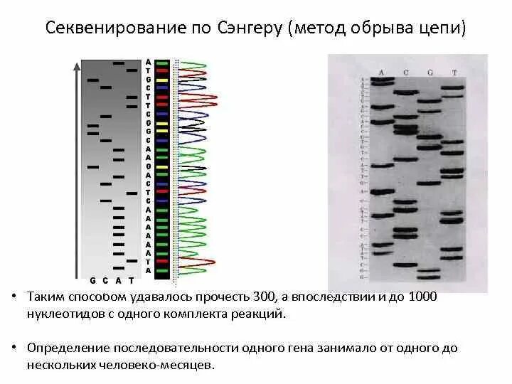 Метод секвенирования днк. Секвенирования по методу Сэнгера. Секвенирования ДНК по Сэнгеру. Схема секвенирования по Сэнгеру. Прямое секвенирование по Сэнгеру.