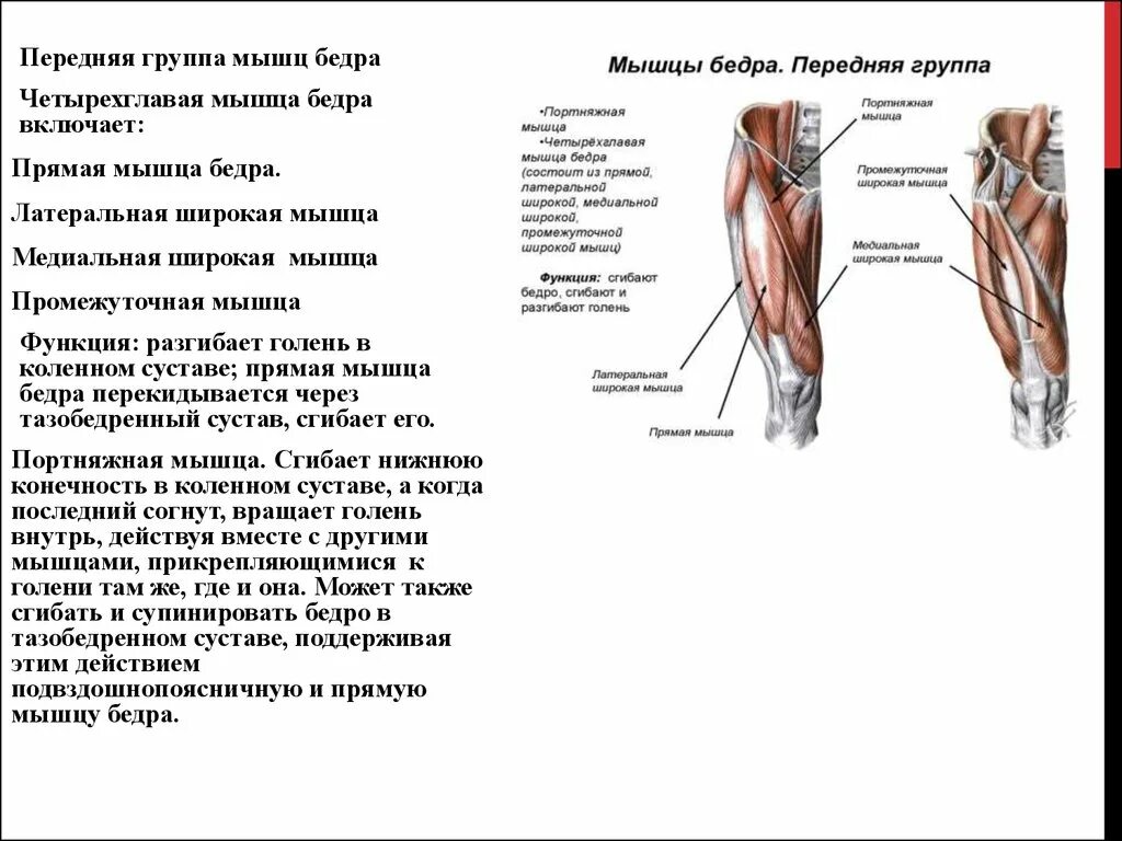 Гни нижний. Основные мышцы бедра вид спереди. Латеральная мышца бедра функции. Четырехглавая мышца функции. Латеральная головка четырехглавой мышцы бедра функции.