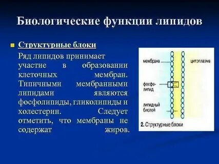 Характеристика липидов мембран