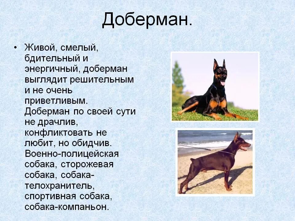 Факты о доберманах. Легендарный пес треф. Дог и доберман разница. Рассказ о породе собак доберман 2 класс. Мифы и реальность доберман.