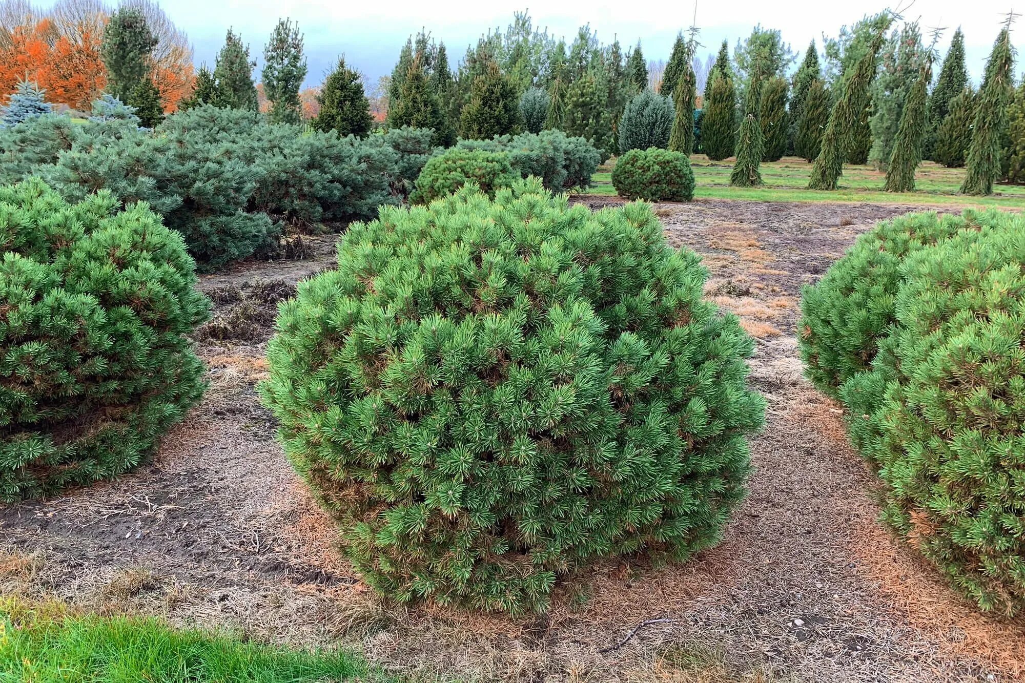 Сосна горная пинус муго пумилио. Сосна горная pinus mugo. Сосна горная мугус. Pinus mugo ophir. Сосна муго пумилио.