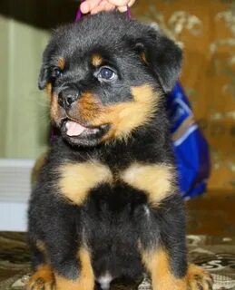 Щенки кострома