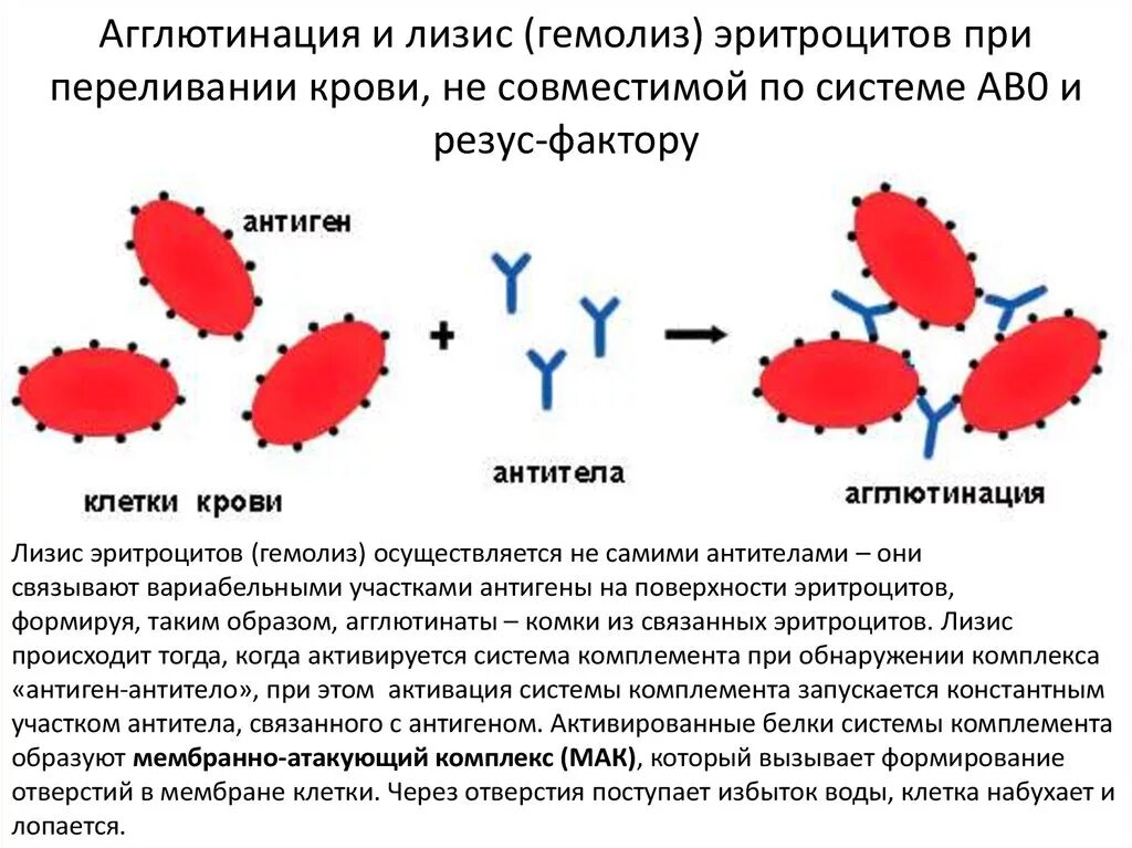 Реакция агглютинации эритроцитов механизм. Механизм гемолиза эритроцитов схема. Реакция склеивания эритроцитов. Реакция агглютинации для определения группы крови механизм. Антитела после переливания крови