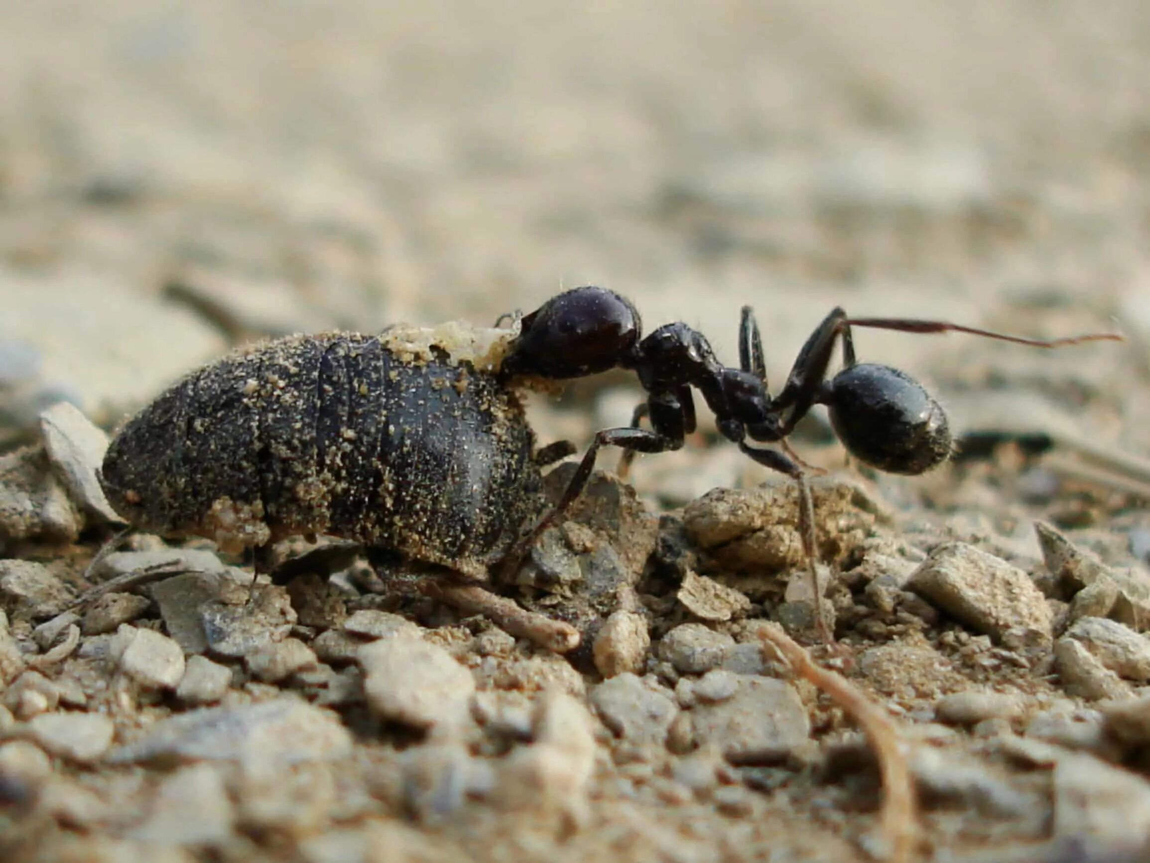 Муравей. Крупные муравьи на участке. Муравейник в огороде. Большие муравьи на дачном участке.