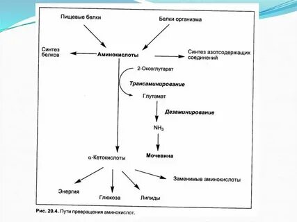 Сколько видов аминокислот участвуют в синтезе белков