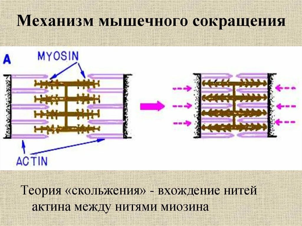 Механизм мышечного сокращения. Механизм сокращения мышечного волокна. Теория механизма мышечного сокращения. Механизм мышечного сокращения физиология. Сокращение актина и миозина