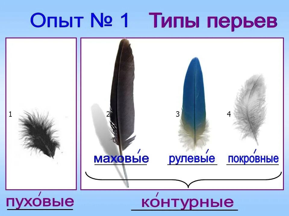 Пуховое перо голубя строение. Маховое перо птицы строение. Как выглядит пуховое перо у птиц. Маховые и рулевые перья.