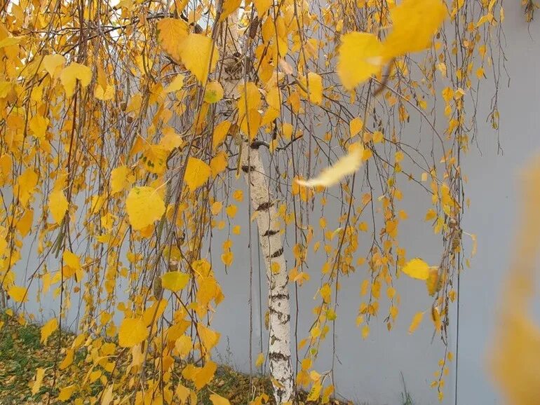 Осенняя береза. Береза осенью. Листопад березы. Лист березы желтый. Ветер треплет деревья и дожди