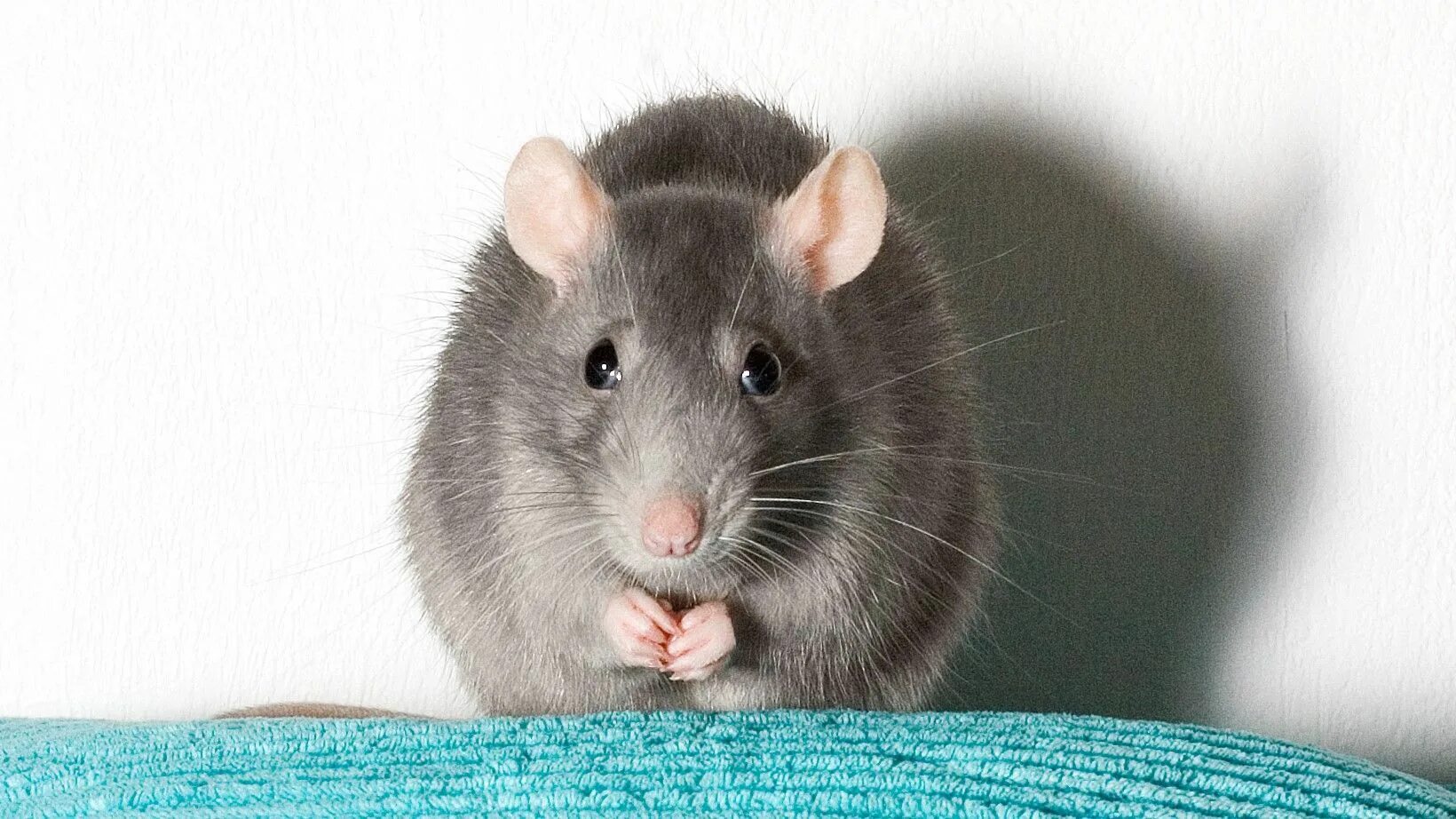 Окрасы крыс дамбо. Мышь серая обыкновенная. Крыса девил дамбо. Мышь домовая серая. Серая мышь.