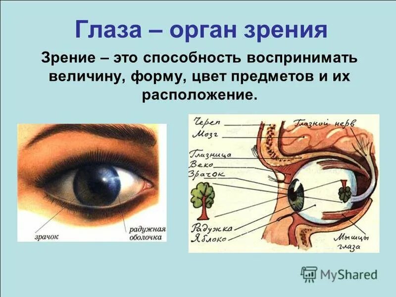 Органы чувств глаза 9 класс. Орган чувств глаза 3 класс. Органы чувств строение органов зрения. Глаза орган зрения. Зрение орган чувств глаз.