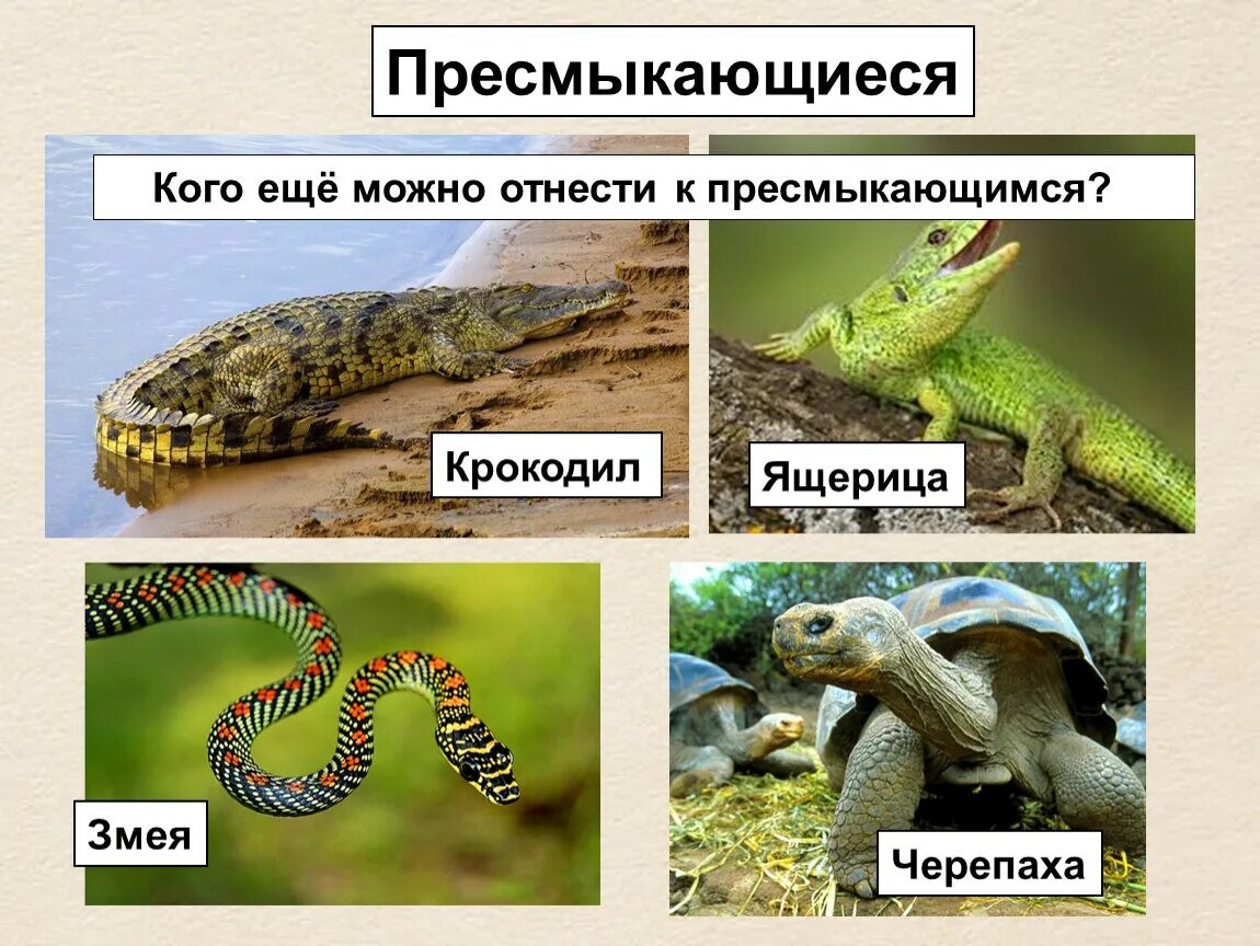 Приведи примеры пресмыкающихся животных. Приведи примеры пресмыкающихся животных