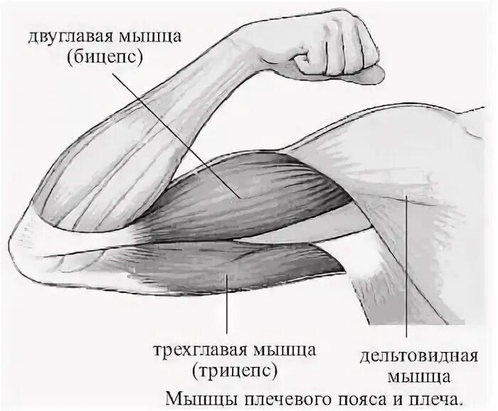 К чему крепится бицепс. Трехглавая мышца плеча анатомия. Сухожилие трехглавой мышцы плеча. Анатомия сухожилия двуглавой мышцы. Бицепс анатомия мышцы.