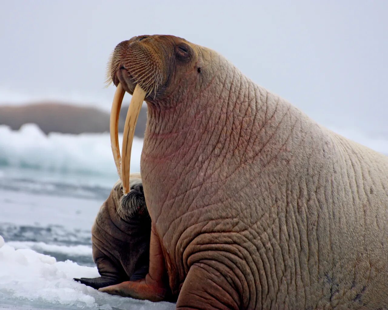 Моржи в тундре. Лаптевский морж. Тихоокеанский морж (Odobenus rosmarus divergens). Морж Лаптевский подвид. Ластоногие моржи.