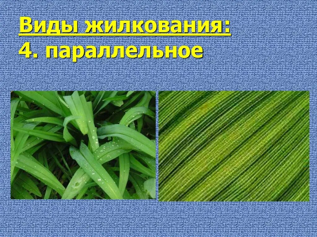 Аспидистра какое жилкование листьев. Сансевьера жилкование. алоэ жилкование. жилкование листа алоэ. жилкование листьев сансевьера.