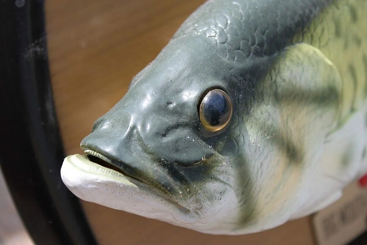 Глупый нос. Голова рыбы. Рыба в анфас. Рыбья морда.