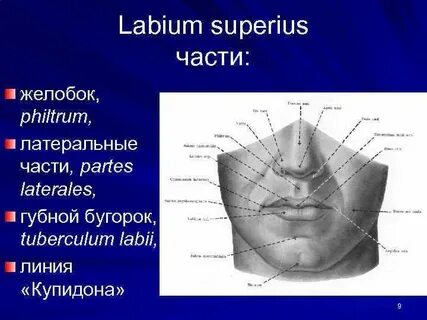 Губной желобок