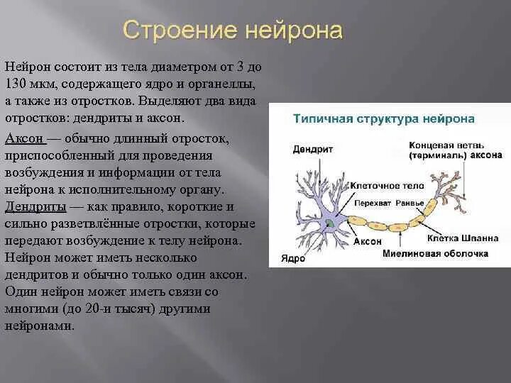 Аксон и дендрит строение. Дендриты и аксоны строение. Строение и функции аксона и дендрита. Аксон и дендрит строение и функции.