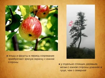 Плодовый период