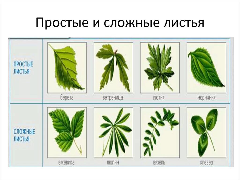 Ое лист. Монстера жилкование. Типы жилкования простые сложные листья. Люпин форма листовой пластинки. Простые листья.