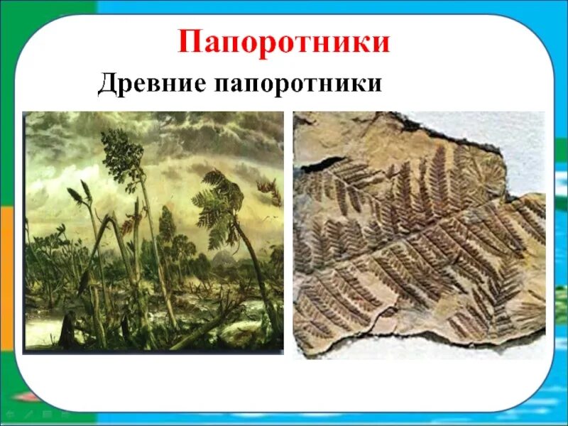 Произошли от древних папоротникообразных