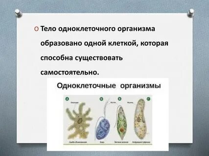 Докажите что план строения тела одноклеточных