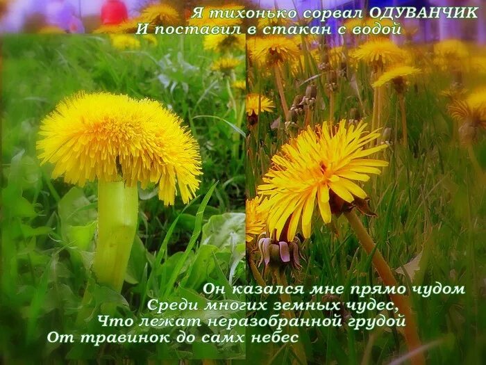Альбомы с одуванчиками. Одуванчики песня. Песни одуванчик ты мой одуванчик. Альбомы с одуванчиками. Семя одуванчика.