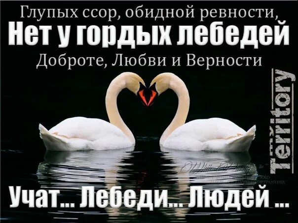 Учитесь верности у лебедей. Стихи о верности и преданности. Стихотворение лебединая верность. Стихотворение про лебедя. Стих про лебедя.