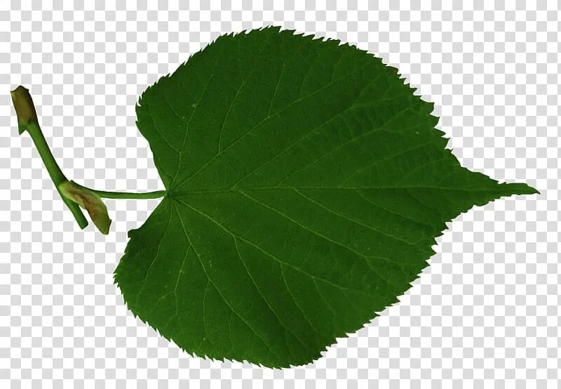 Flowers, Leaf, Birch, Tree, Lindens, Gray Birch, Plants, Alder transparent backg